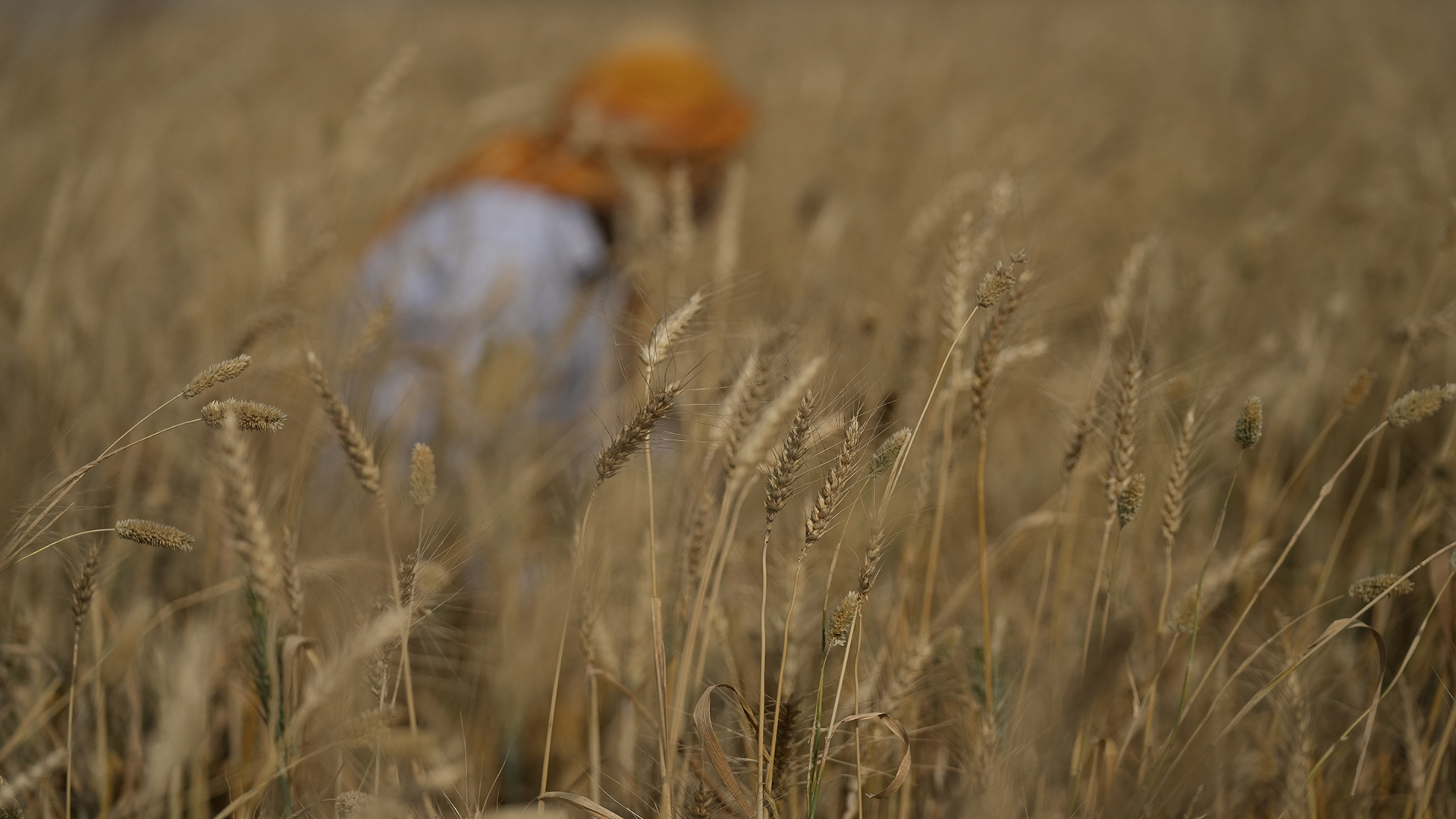 Ein Bauer erntet Weizen am Rande von Jammu (Indien).  | dpa